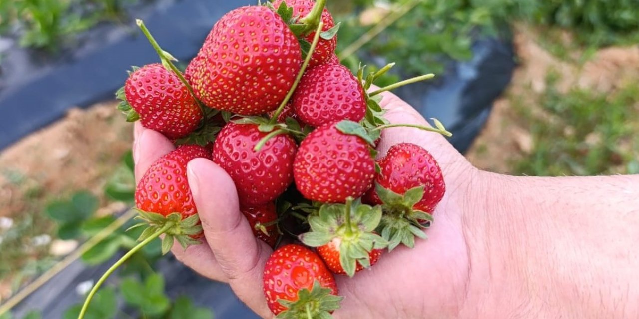 Hüyük çileği soğuk havaya meydan okuyor