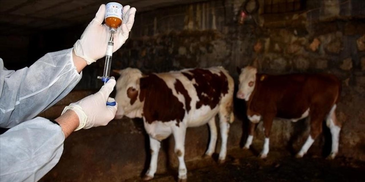 Beyşehir'de şap aşılama çalışması yapıldı