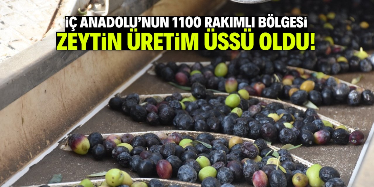 İç Anadolu'nun 1100 rakımlı bölgesinde zeytin üretiliyor! Paraya para demiyorlar