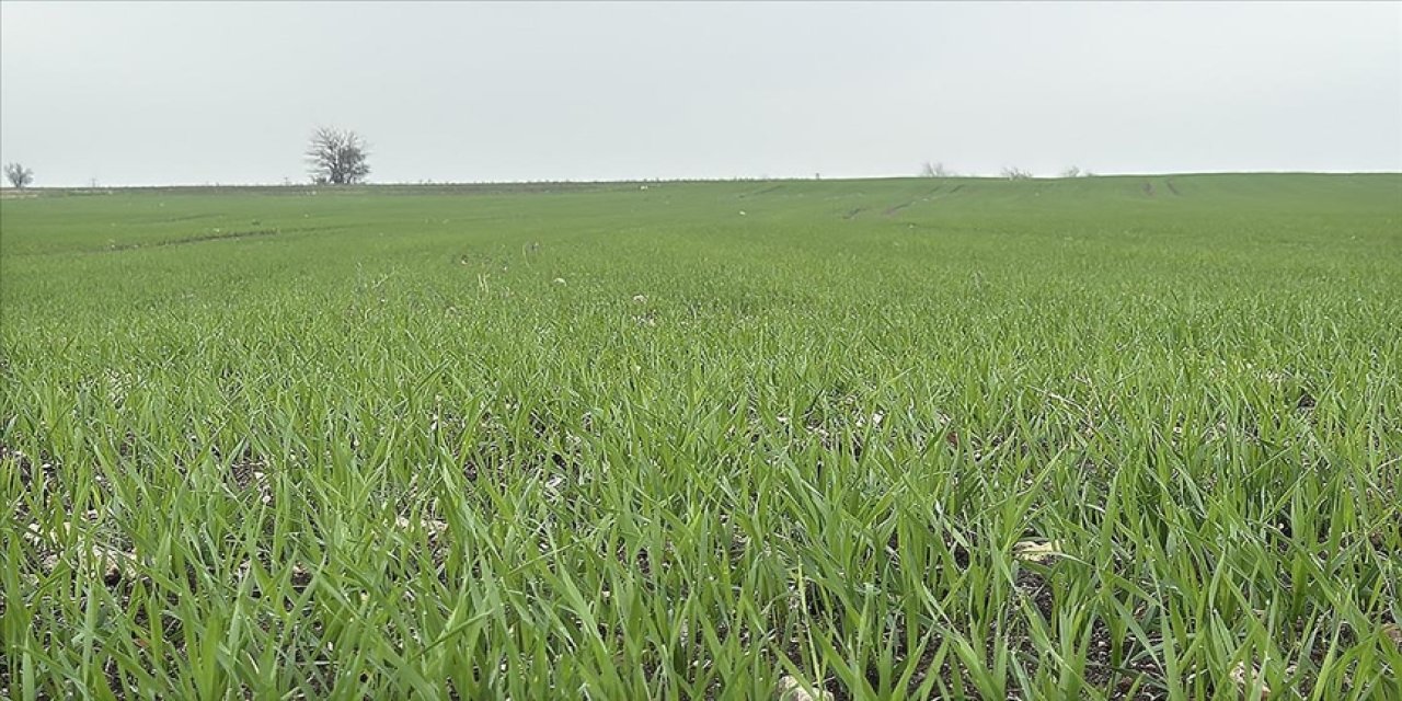 Trakya'da çiftçilerin buğday ekim mesaisi sürüyor