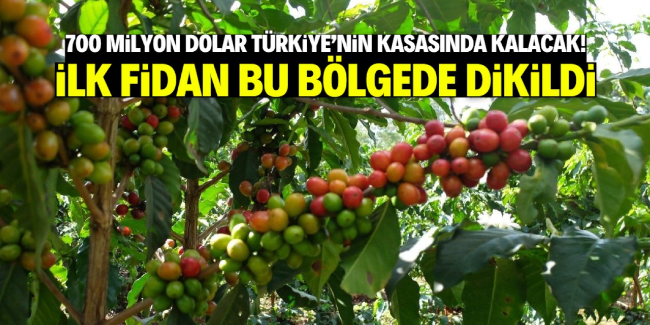 Yılda 700 milyon dolar Türkiye'nin cebinde kalacak! İlk fidan bu bölgede dikildi