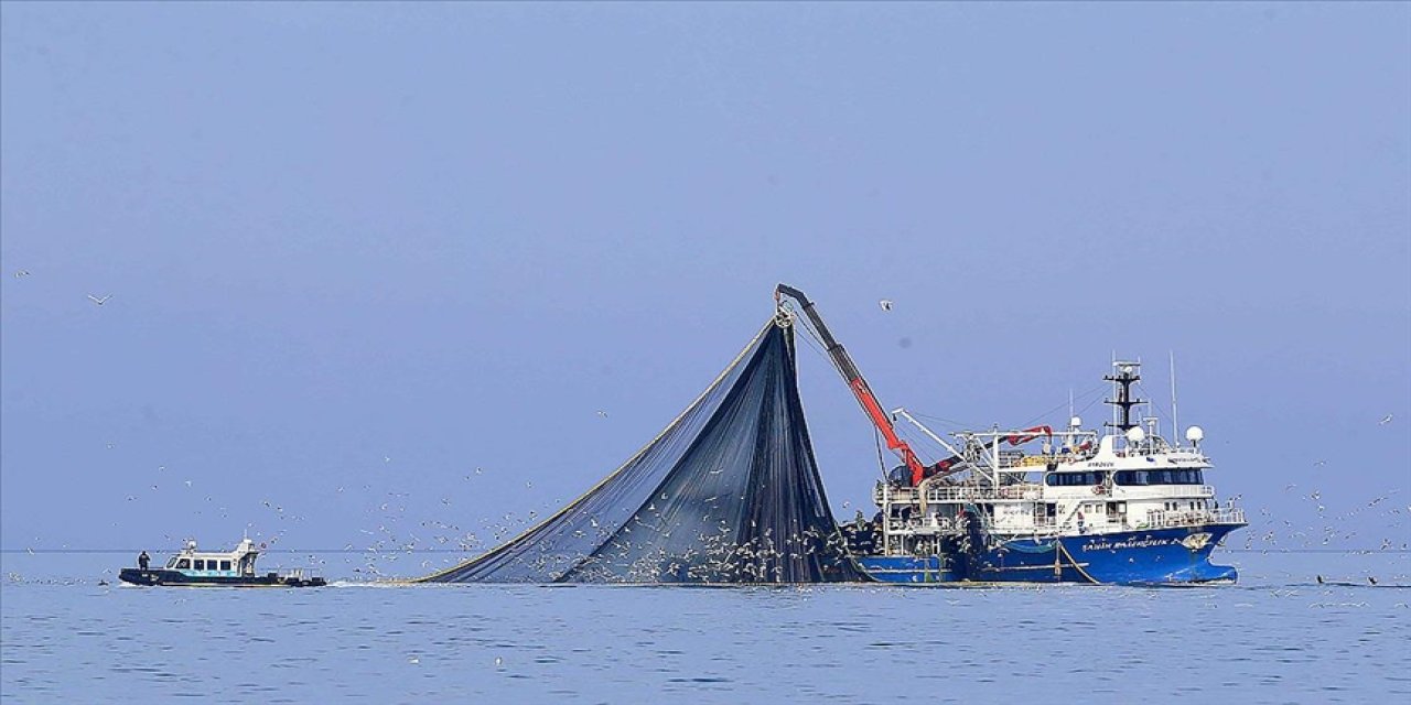 Türkiye'nin hamsisi buraya kaçtı!