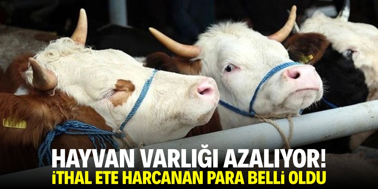 Hayvan varlığı azalıyor! İthal ete harcanan para belli oldu