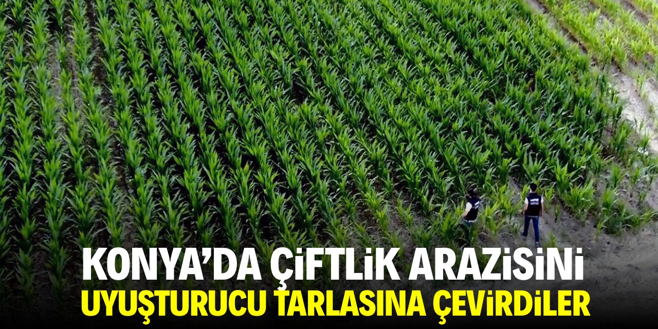 Konya'da çiftlik arazisini uyuşturucu tarlasına çevirdiler!