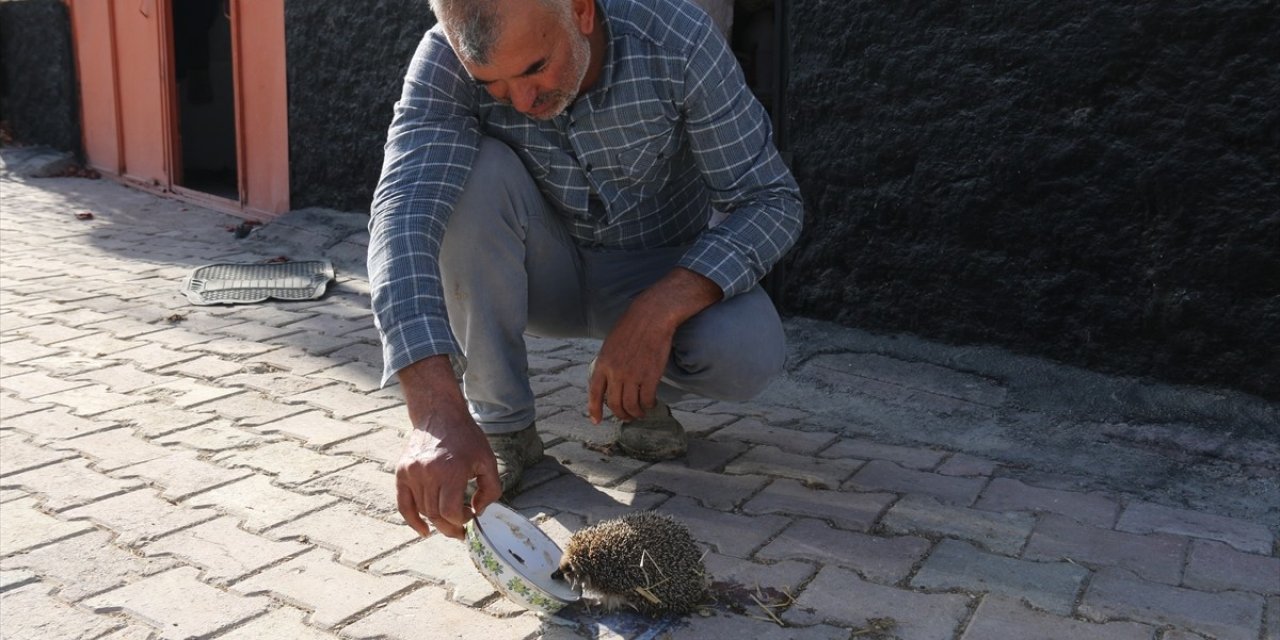Çiftçi her sabah ahırına gelen kirpiyi sütle besliyor