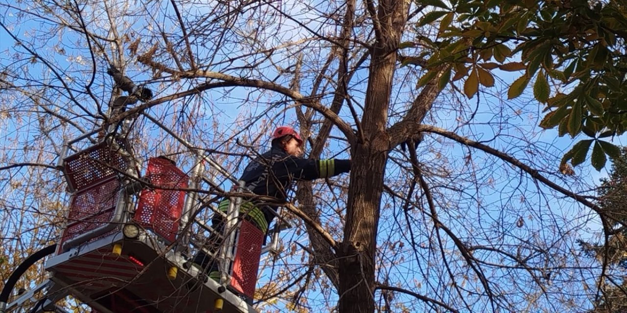 Ağaçta mahsur kalan kedi kurtarıldı