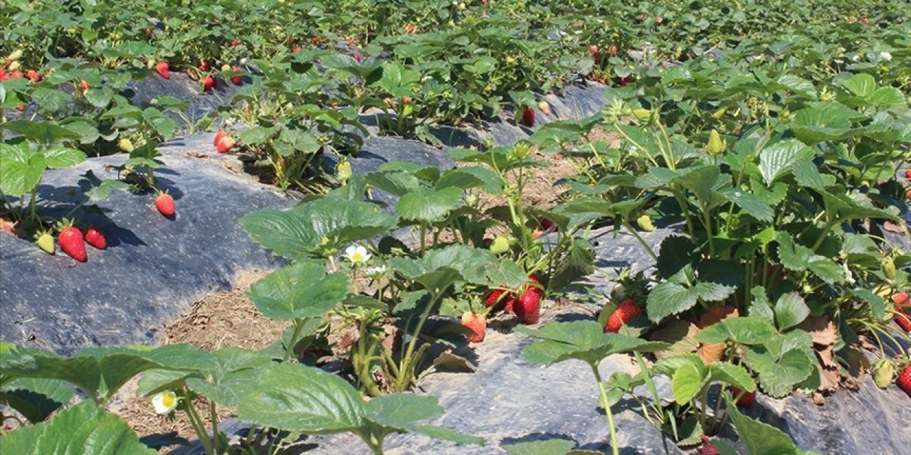 Organik tarım üretimi hızla artıyor