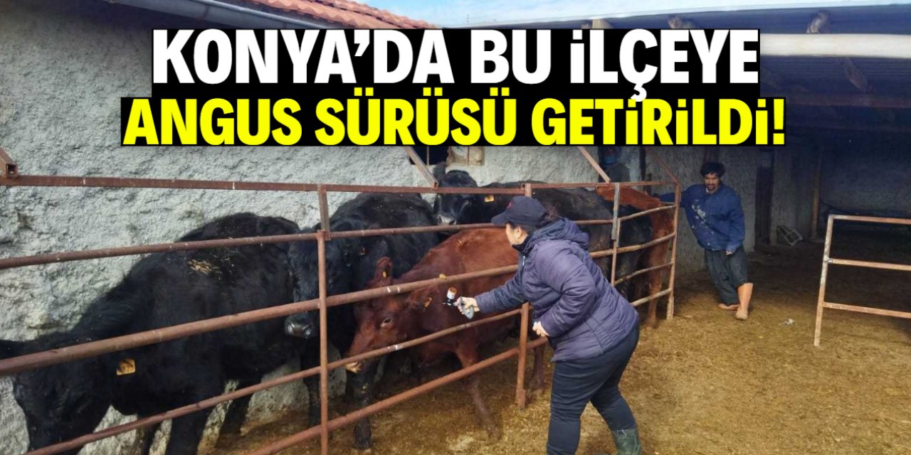 Konya'da bu ilçeye ithal angus sürüsü getirildi!