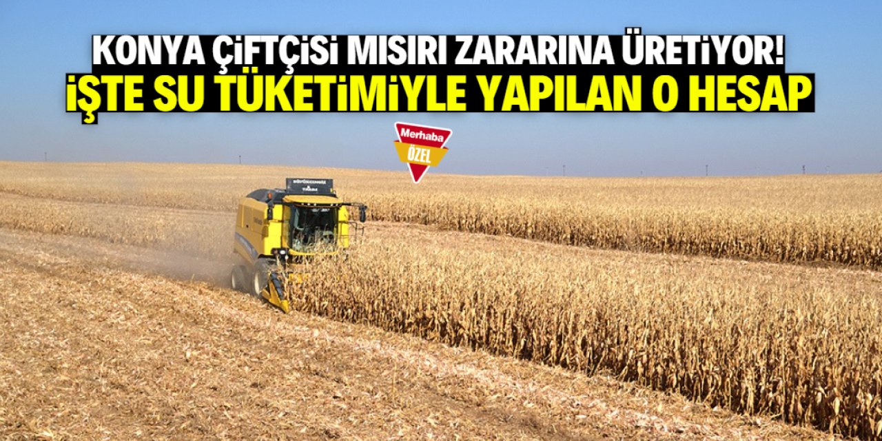 Mısır Konya'da zararına üretiliyor! İşte su tüketimiyle yapılan ince hesap