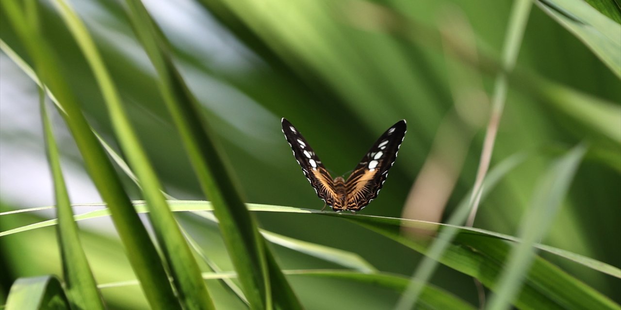 Konya'nın tropikal dünyasını keşfedecekler