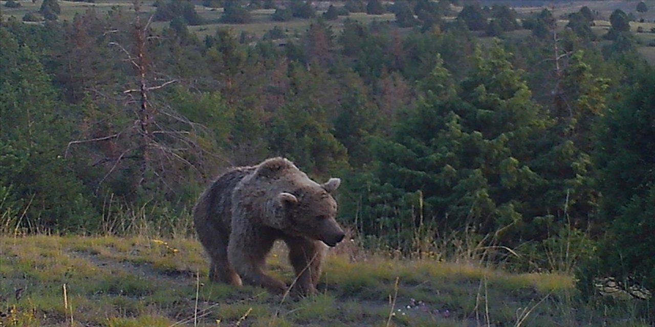 Sarıkamış ormanlarındaki yaban hayatı 19 yıldır yakın takipte