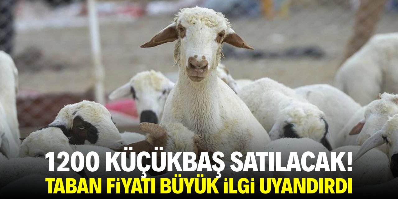 1200 koyun satılacak! Taban fiyatı büyük ilgi uyandırdı