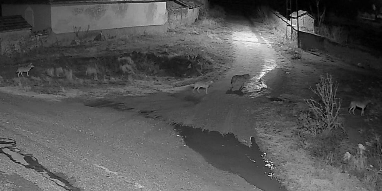 Yunak’ta aç kalan kurt sürüsü mahalleye indi