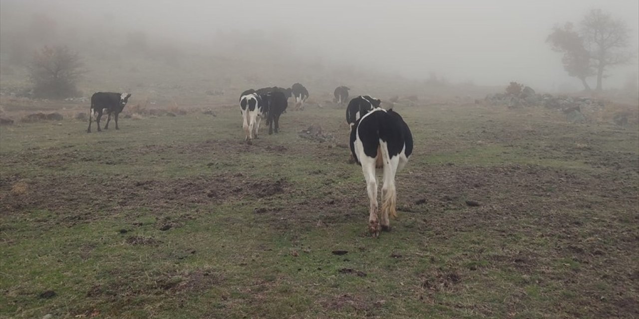 Kaybolan büyükbaş hayvanlar sahibine teslim edildi