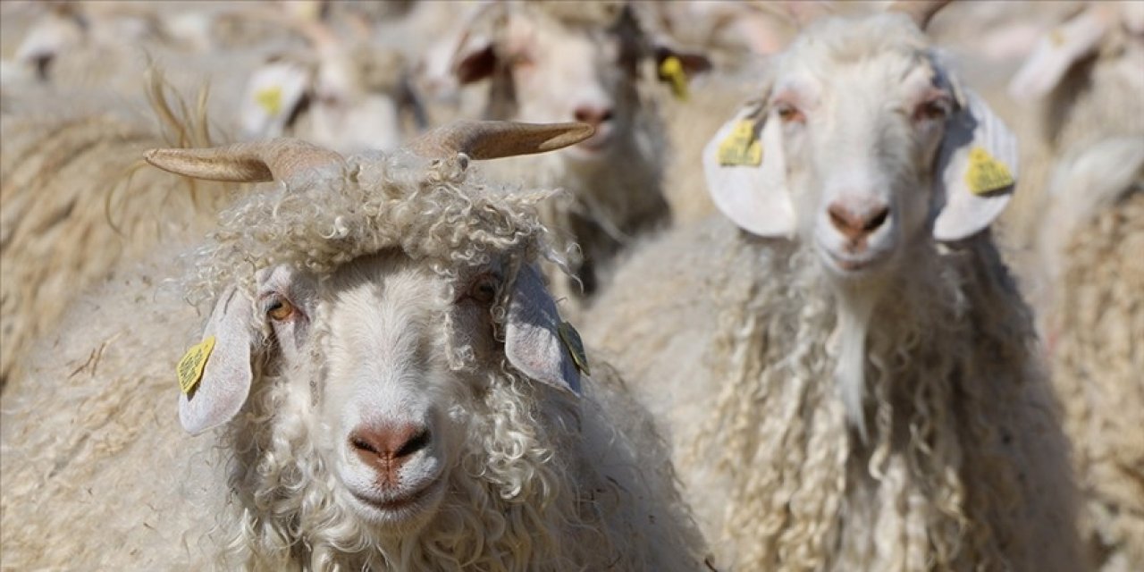 Tiftik, sözleşmeli üretim kapsamına alındı