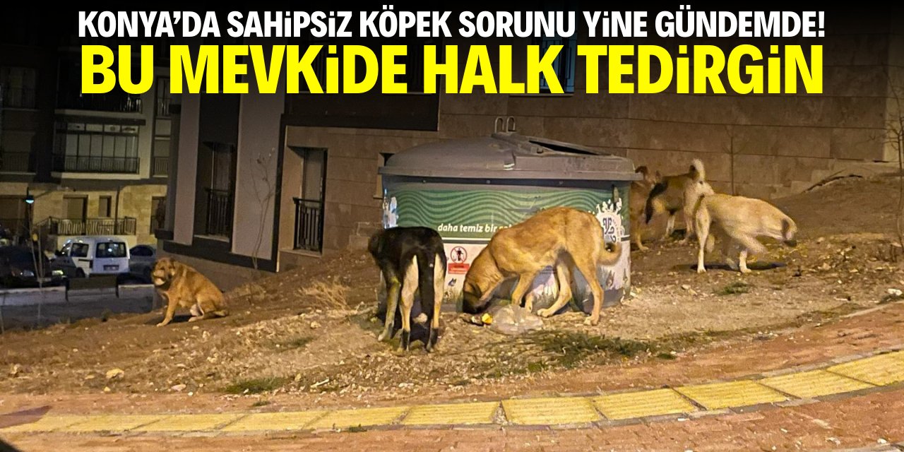 Konya'da başıboş köpek sorunu tekrar gündemde! Bu mevkide halk tedirgin