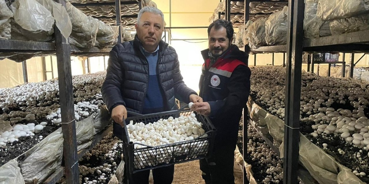 Beyşehir'de mantar üretimi artıyor