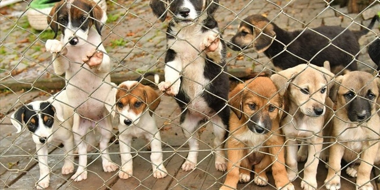 Sahipsiz Hayvanları Koruma Birliği kurulacak
