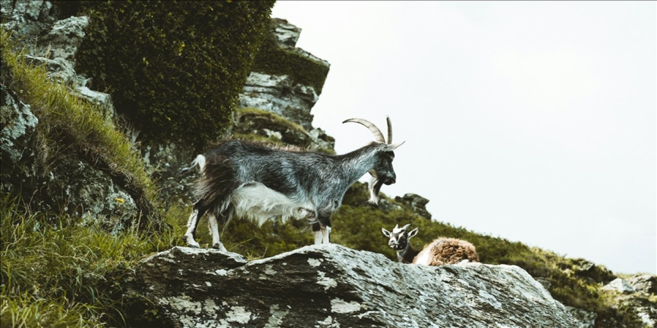 Yaban keçisi avı 1 milyon TL'ye mal oldu!