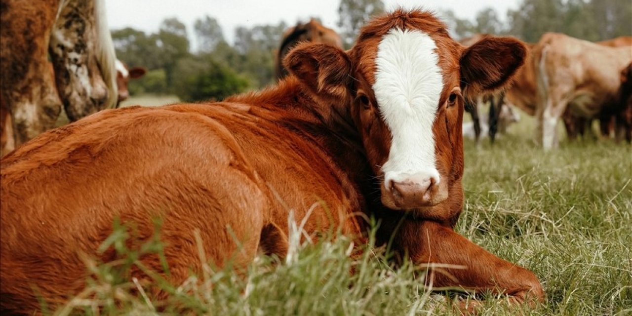 Hayvancılık işletmelerinde izin dönemi