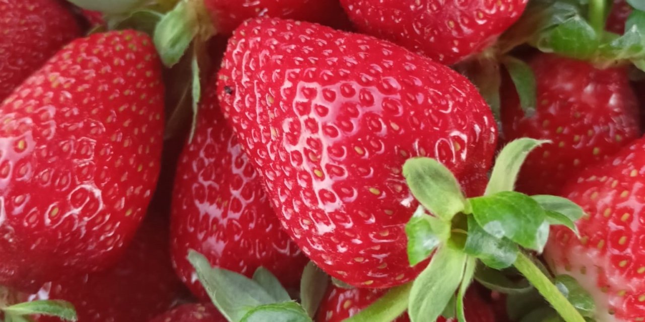 Seydişehir çileği tescillendi