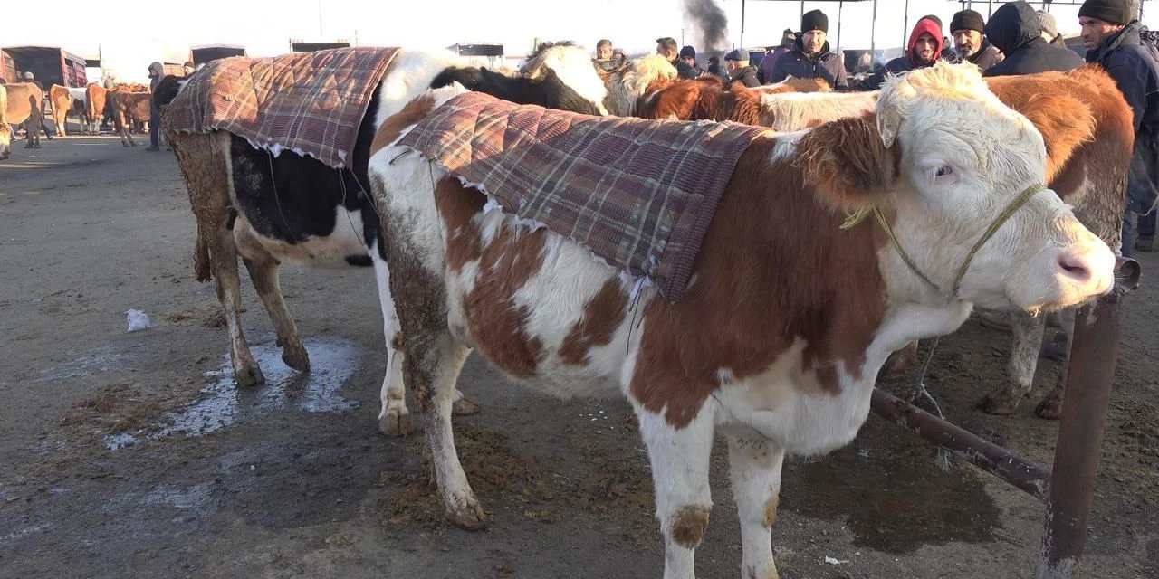 Büyükbaş hayvanları soğuktan böyle koruyorlar