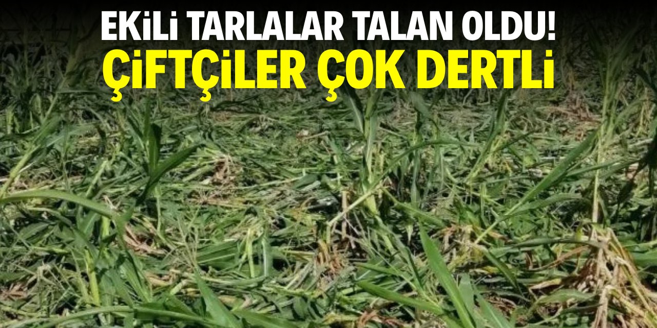 Ekili tarlaları talan oldu! Çiftçiler çok dertli