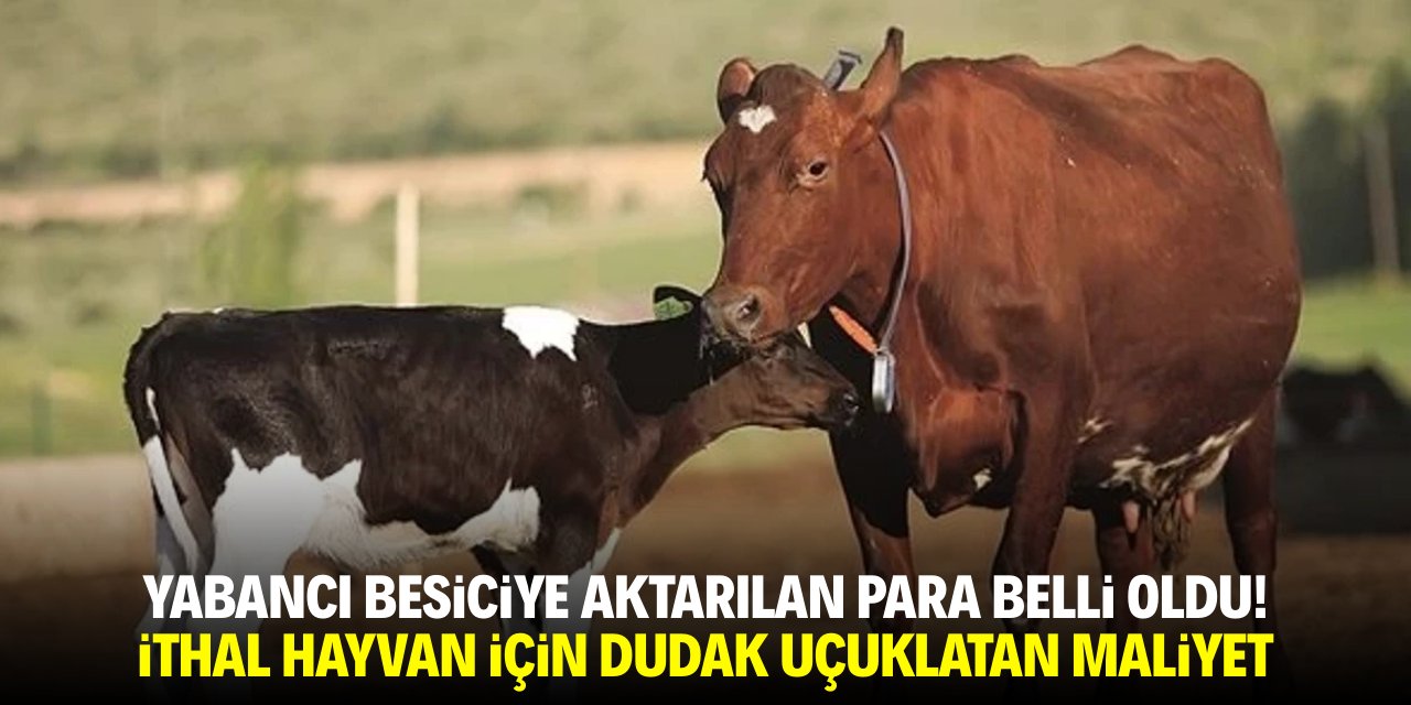 Yabancı besiciye aktarılan para belli oldu İşte İthal hayvanın dudak uçuklatan maliyeti