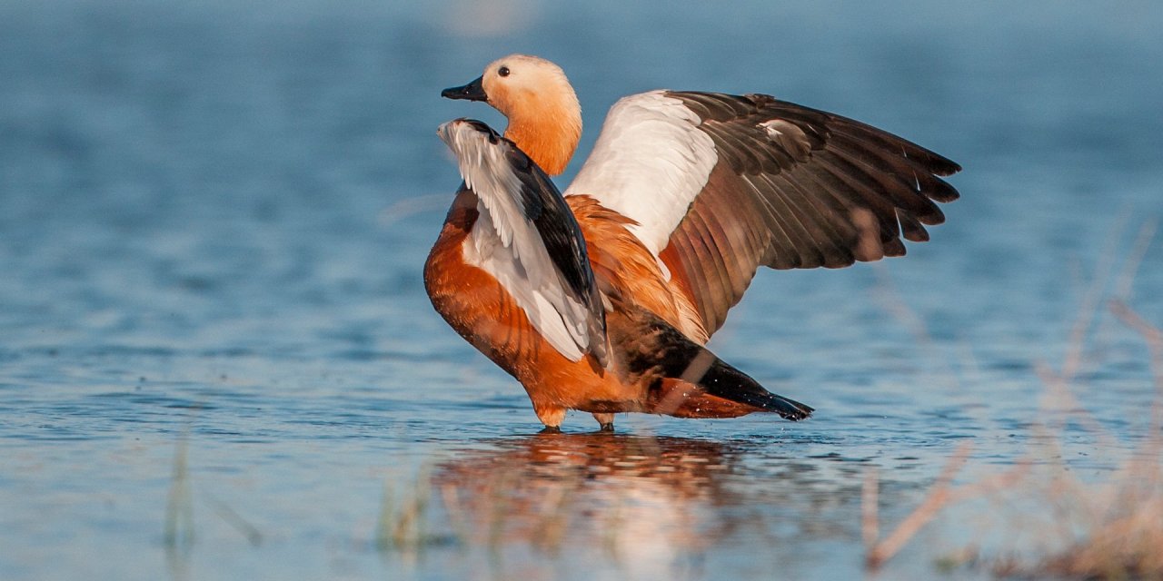 Düden Gölü'nün misafirleri geldi