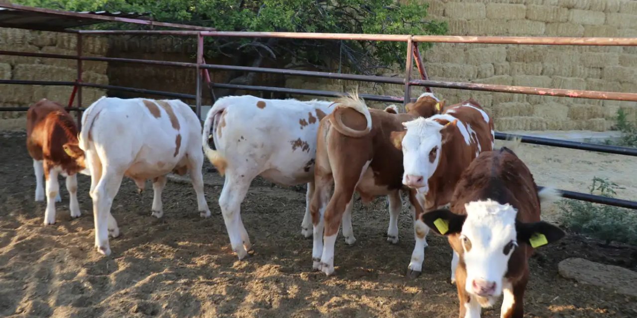 Şap hastalığıyla mücadelede hayati yöntem