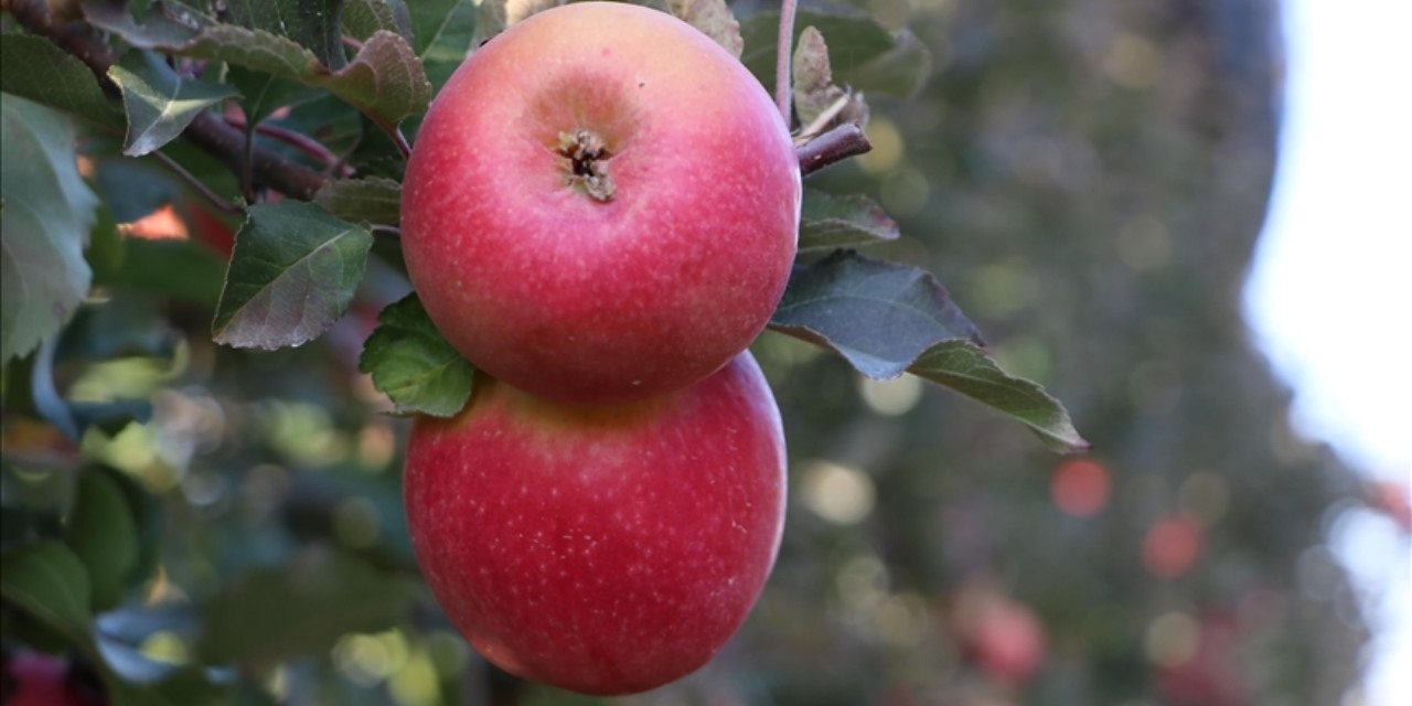 Zirai dona karşı dayanıklı çeşitler yetiştiriliyor