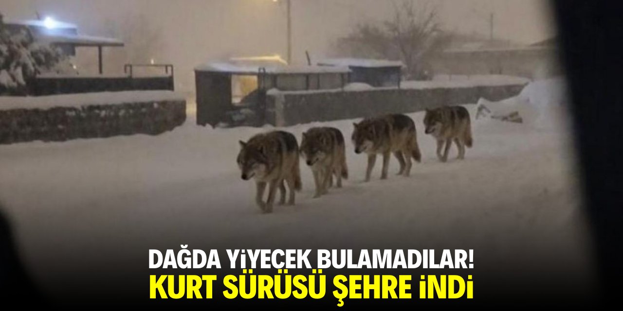Dağda aç kaldılar! Kurt sürüsü şehre indi