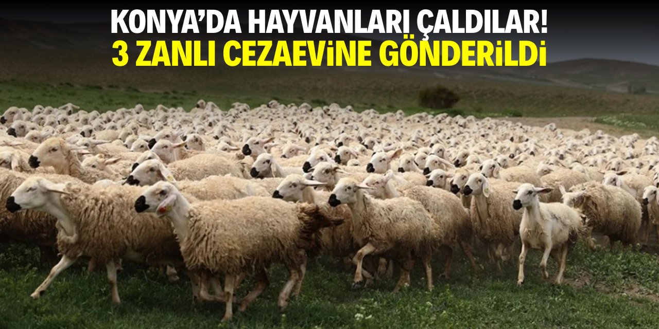 Konya'da hayvanları çaldılar! 3 kişi cezaevine gönderildi