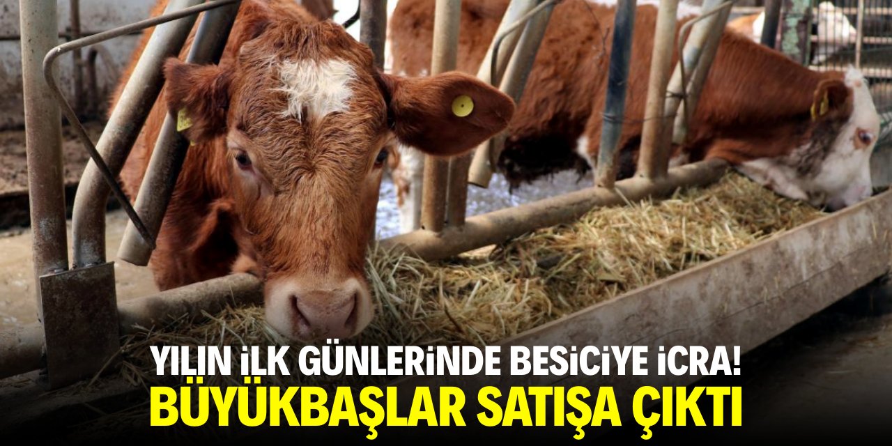 Yılın ilk günlerinde çiftçiye icra! Büyükbaşlar satışa çıktı