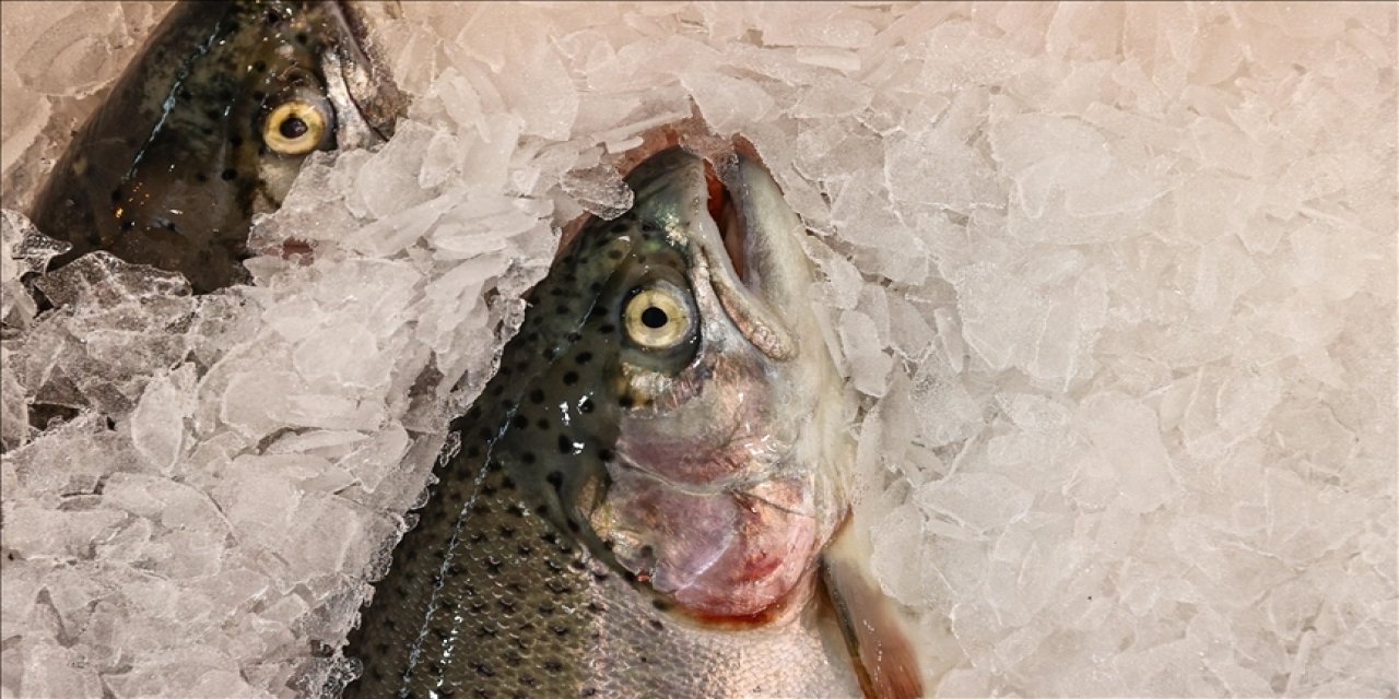 Türk somonu dünyada çok sevildi