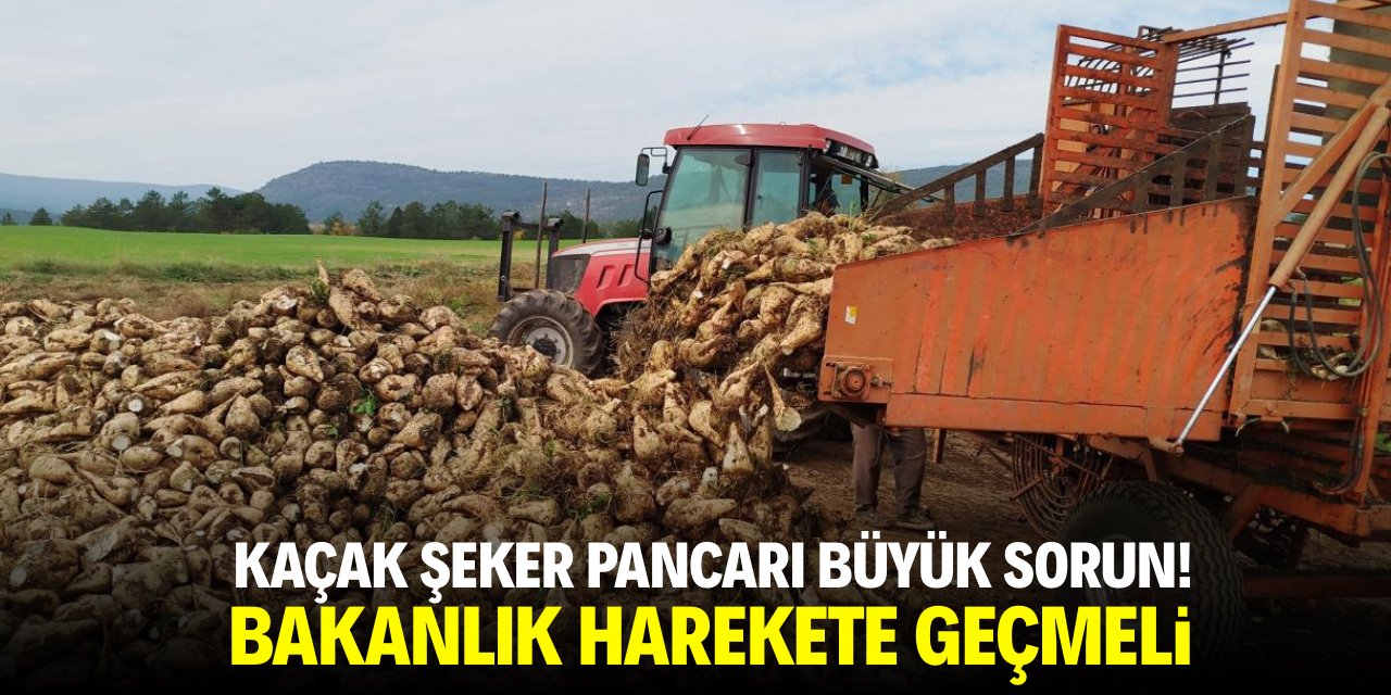 Kaçak şeker pancarı büyük sorun! Bakanlık harekete geçmeli