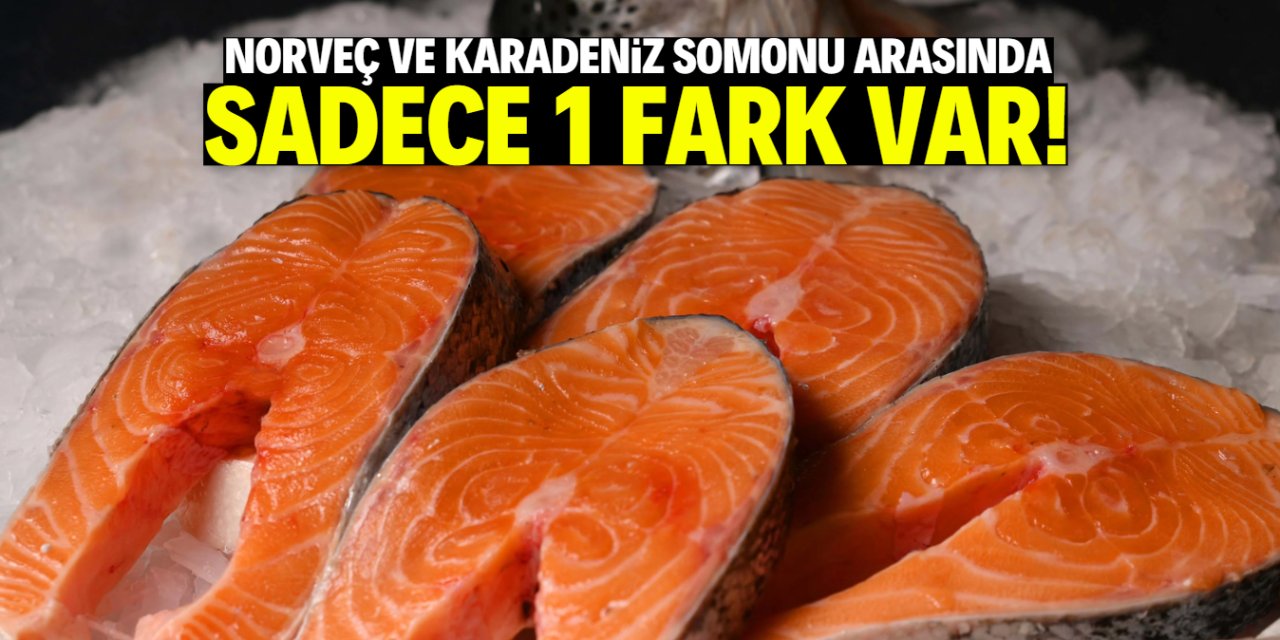 Norveç ve Karadeniz Somonu arasında sadece 1 fark var!