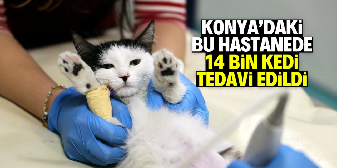 Konya'da son 1 yılda 14 bin kedi bu hastanede tedavi edildi!
