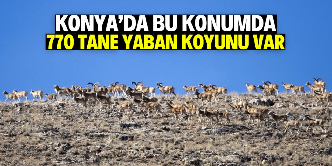 Konya'da bu konumda 770 tane yaban koyunu var! Dağda geziyorlar