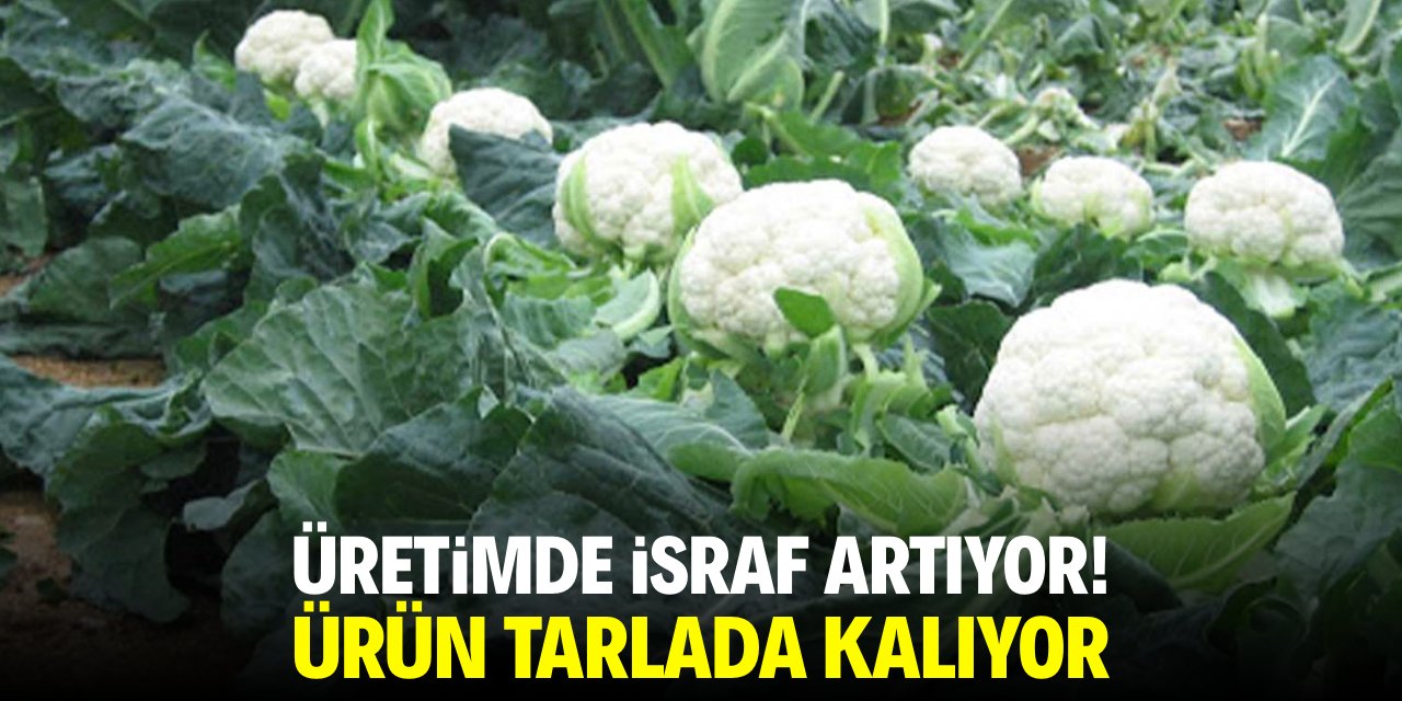Üretimde israf artıyor! Ürün tarlada kalıyor