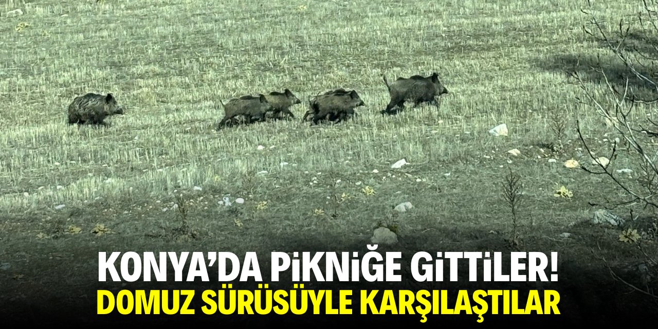 Konya’da pikniğe gittiler! Domuz sürüsüyle karşılaştılar