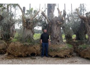 Expo 2016 Antalya Fuar Alanına Ağaç Dikiliyor