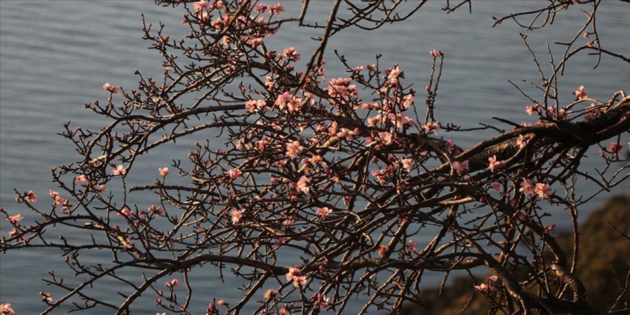 Hava ısındı, badem ağaçları çiçek açtı