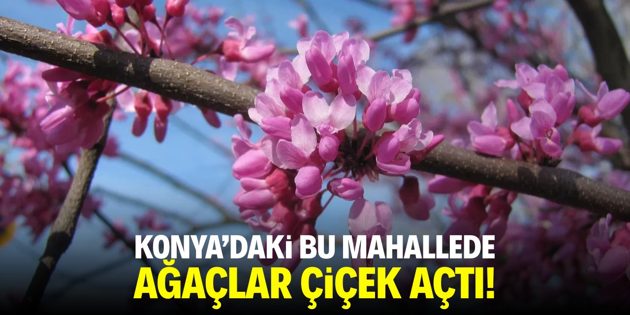 Konya'daki bu mahallede ağaçlar çiçek açtı!