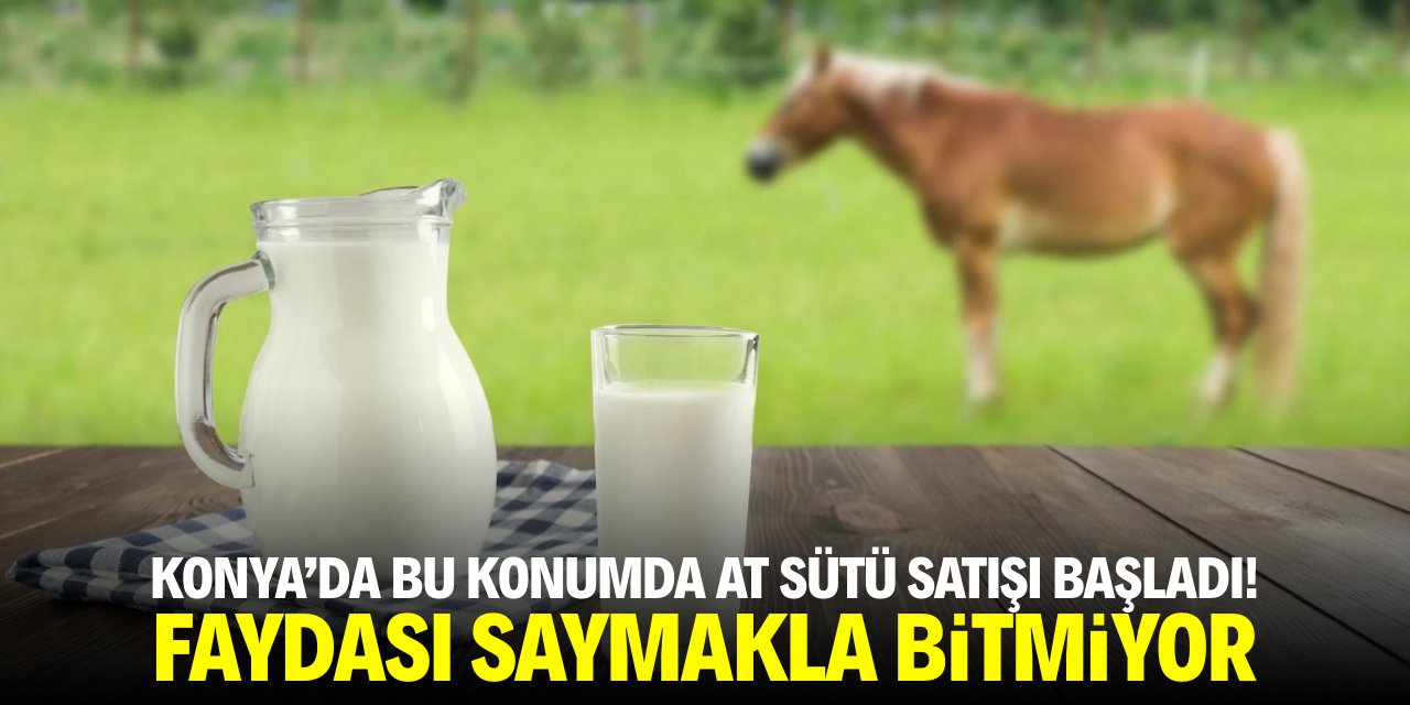 Konya'da bu konumda at sütü satışı başladı! Faydası saymakla bitmiyor