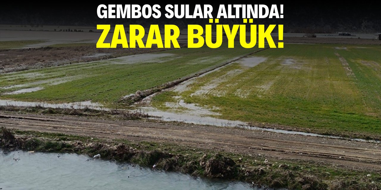 Gembos sular altında! Zarar büyük