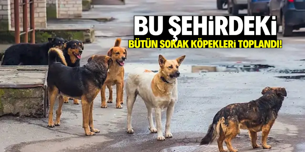 Bu şehirdeki bütün sokak köpekleri toplandı!