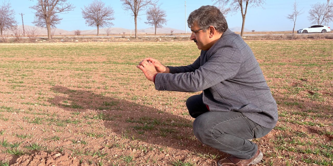 Konya'da azalan su kaynaklarına karşı sorgum hamlesi