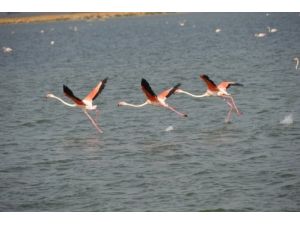 İzmir Kuş Cenneti'nde İnteraktif Eğitim