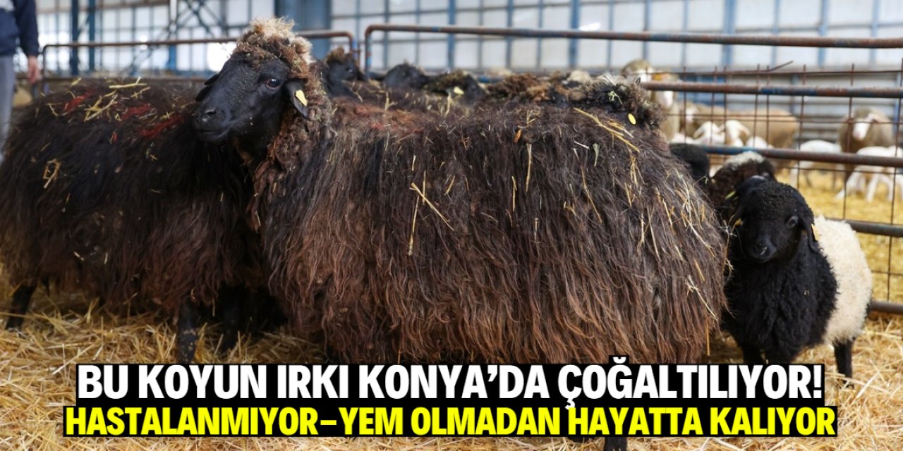 Bu koyun ırkı Konya'da çoğaltılıyor! Taşın arasından otu çıkarıp yiyor
